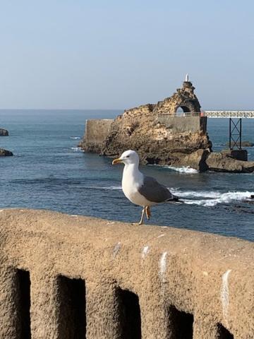 Waikiki Appartement Biarritz Buitenkant foto